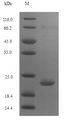 PMAP-36 Protein - (Tris-Glycine gel) Discontinuous SDS-PAGE (reduced) with 5% enrichment gel and 15% separation gel.