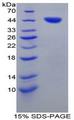 Tryptase Protein - Recombinant Tryptase By SDS-PAGE