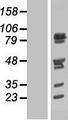 PIG1 / NUFIP2 Protein - Western validation with an anti-DDK antibody * L: Control HEK293 lysate R: Over-expression lysate