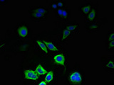 PIGC Antibody - Immunofluorescent analysis of PC-3 cells using PIGC Antibody at dilution of 1:100 and Alexa Fluor 488-congugated AffiniPure Goat Anti-Rabbit IgG(H+L)