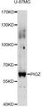 PIGZ Antibody - Western blot analysis of extracts of U-87MG cells, using PIGZ antibody at 1:3000 dilution. The secondary antibody used was an HRP Goat Anti-Rabbit IgG (H+L) at 1:10000 dilution. Lysates were loaded 25ug per lane and 3% nonfat dry milk in TBST was used for blocking. An ECL Kit was used for detection and the exposure time was 30s.