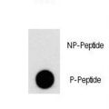PIK3C3 / VPS34 Antibody - Dot blot of Phospho-PI3KC3-S676 Antibody on nitrocellulose membrane. 50ng of Phospho-peptide or Non Phospho-peptide per dot were adsorbed. Antibody working concentrations are 0.5ug per ml.