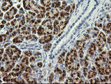 PIK3CG / PI3K Gamma Antibody - IHC of paraffin-embedded Human pancreas tissue using anti-PIK3CG mouse monoclonal antibody.