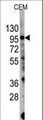 PIK3CG / PI3K Gamma Antibody - Western blot of anti-PIK3CG Antibody (S1100) (RB13319) in CEM cell line lysates (35 ug/lane). PIK3CG(arrow) was detected using the purified antibody.