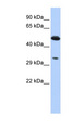 PIK3IP1 / HGFL Antibody - PIK3IP1 antibody Western blot of HCT15 cell lysate. This image was taken for the unconjugated form of this product. Other forms have not been tested.