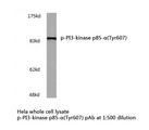 PIK3R1 / p85 Alpha Antibody - Western blot of p-PI3 kinase p85-(Tyr607) pAb in extracts from HeLa cells.