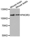 PIK3R3 / p85 Gamma Antibody - Western blot analysis of extracts of various cell lines.