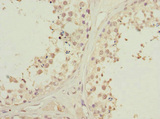 PIK3R3 / p85 Gamma Antibody - Immunohistochemistry of paraffin-embedded human testis tissue at dilution 1:100