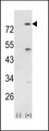 PIK3R5 Antibody - Western blot of PIK3R5 (arrow) using rabbit polyclonal PIK3R5 Antibody. 293 cell lysates (2 ug/lane) either nontransfected (Lane 1) or transiently transfected with the PIK3R5 gene (Lane 2).