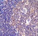 PIK3R5 Antibody - PIK3R5 Antibody immunohistochemistry of formalin-fixed and paraffin-embedded human tonsil tissue followed by peroxidase-conjugated secondary antibody and DAB staining.