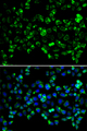 PINK1 Antibody - Immunofluorescence analysis of HeLa cell using PINK1 antibody. Blue: DAPI for nuclear staining.