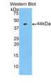 PIP / GCDFP-15 Antibody - Western blot of recombinant GCDFP 15 / PIP.  This image was taken for the unconjugated form of this product. Other forms have not been tested.