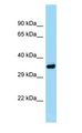 PITPNA Antibody - PITPNA antibody Western Blot of Mouse Small Intestine.  This image was taken for the unconjugated form of this product. Other forms have not been tested.