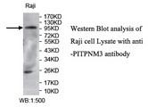 PITPNM3 / NIR1 Antibody