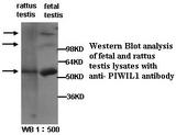 PIWIL1 / PIWI Antibody