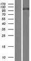 PIWIL3 Protein - Western validation with an anti-DDK antibody * L: Control HEK293 lysate R: Over-expression lysate