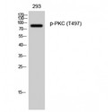 PKC / Protein Kinase C Antibody - Western blot of Phospho-PKC (T497) antibody