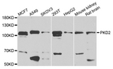 PKD2 / Polycystin 2 Antibody - Western blot analysis of extract of various cells.
