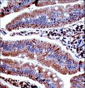 PKD3 / PRKD3 Antibody - Mouse Prkd3 Antibody immunohistochemistry of formalin-fixed and paraffin-embedded mouse duodenum tissue followed by peroxidase-conjugated secondary antibody and DAB staining.
