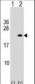 PLA2G12A Antibody - Western blot of PLA2G12A (arrow) using rabbit polyclonal PLA2G12A Antibody. 293 cell lysates (2 ug/lane) either nontransfected (Lane 1) or transiently transfected (Lane 2) with the PLA2G12A gene.