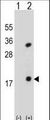 PLA2G1B Antibody - Western blot of PLA2G1B (arrow) using rabbit polyclonal PLA2G1B Antibody. 293 cell lysates (2 ug/lane) either nontransfected (Lane 1) or transiently transfected (Lane 2) with the PLA2G1B gene.