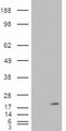 PLA2G1B Antibody - HEK293 overexpressing PLA2G1B (RC216089) and probed with (mock transfection in first lane).