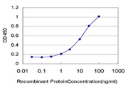 PLA2G1B Antibody - Detection limit for recombinant GST tagged PLA2G1B is approximately 0.3 ng/ml as a capture antibody.