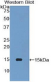 PLA2G2D Antibody - Western blot of recombinant PLA2G2D.  This image was taken for the unconjugated form of this product. Other forms have not been tested.