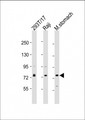 PLA2G4F Antibody - All lanes: Anti-PLA2G4F Antibody (Center) at 1:2000 dilution Lane 1: 293T/17 whole cell lysate Lane 2: Raji whole cell lysate Lane 3: mouse stomach lysate Lysates/proteins at 20 µg per lane. Secondary Goat Anti-Rabbit IgG, (H+L), Peroxidase conjugated at 1/10000 dilution. Predicted band size: 95 kDa Blocking/Dilution buffer: 5% NFDM/TBST.