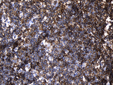 PLAC8 Antibody - Immunohistochemical staining of paraffin-embedded Human tonsil within the normal limits using anti-PLAC8 mouse monoclonal antibody. (Heat-induced epitope retrieval by 1mM EDTA in 10mM Tris buffer. (pH8.5) at 120°C for 3 min. (1:500)