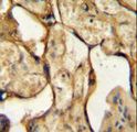 Antibody - CSH1 Antibody immunohistochemistry of formalin-fixed and paraffin-embedded human placenta tissue followed by peroxidase-conjugated secondary antibody and DAB staining.