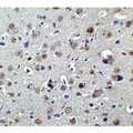 PLAGL2 Antibody - Immunohistochemistry of PLAGL2 in rat brain tissue with PLAGL2 antibody at 2 µg/ml.
