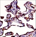 PLAP / Alkaline Phosphatase Antibody - ALPP Antibody immunohistochemistry of formalin-fixed and paraffin-embedded human placenta tissue followed by peroxidase-conjugated secondary antibody and DAB staining.