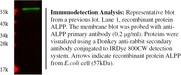 PLAP / Alkaline Phosphatase Antibody - Immunodetection Analysis: Representative blot from a previous lot. Lane 1, recombinant protein ALPP. The membrane blot was probed with antiALPP primary antibody (0.2 µg/ml). Proteins were visualized using a Donkey anti-rabbit secondary antibody conjugated to IRDye 800CW detection system. Arrows indicate recombinant protein ALPP from E.coli cell (57kDa).
