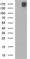 PLB1 Antibody - HEK293T cells were transfected with the pCMV6-ENTRY control (Left lane) or pCMV6-ENTRY PLB1 (Right lane) cDNA for 48 hrs and lysed. Equivalent amounts of cell lysates (5 ug per lane) were separated by SDS-PAGE and immunoblotted with anti-PLB1.