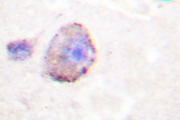 PLCB3 Antibody - IHC of PLC 3 (D1099) pAb in paraffin-embedded human brain tissue.