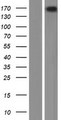 PLCH2 Protein - Western validation with an anti-DDK antibody * L: Control HEK293 lysate R: Over-expression lysate