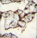 PLCXD2 Antibody - PLCXD2 Antibody immunohistochemistry of formalin-fixed and paraffin-embedded human placenta tissue followed by peroxidase-conjugated secondary antibody and DAB staining.
