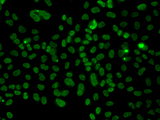PLCXD2 Antibody - Immunofluorescence analysis of A549 cells.