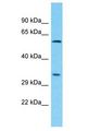 PLCXD3 Antibody - PLCXD3 antibody Western Blot of Jurkat. Antibody dilution: 1 ug/ml.  This image was taken for the unconjugated form of this product. Other forms have not been tested.