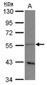 PLD3 / Phospholipase D3 Antibody - Sample (30 ug of whole cell lysate) A: A549 10% SDS PAGE PLD3 antibody diluted at 1:1000