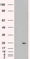 PLDN / Pallidin Antibody - HEK293 overexpressing PLDN (RC201514) and probed with (mock transfection in first lane).
