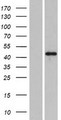 PLEKHA2 Protein - Western validation with an anti-DDK antibody * L: Control HEK293 lysate R: Over-expression lysate
