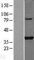 PLEKHA3 Protein - Western validation with an anti-DDK antibody * L: Control HEK293 lysate R: Over-expression lysate
