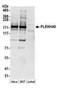 PLEKHA5 Antibody - Detection of human PLEKHA5 by western blot. Samples: Whole cell lysate (50 µg) from HeLa, HEK293T, and Jurkat cells prepared using NETN lysis buffer. Antibodies: Affinity purified rabbit anti-PLEKHA5 antibody used for WB at 0.1 µg/ml. Detection: Chemiluminescence with an exposure time of 30 seconds.