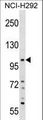 PLEKHA6 Antibody - PLEKHA6 Antibody western blot of NCI-H292 cell line lysates (35 ug/lane). The PLEKHA6 antibody detected the PLEKHA6 protein (arrow).
