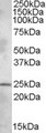 PLEKHB1 Antibody - PLEKHB1 antibody (1 ug/ml) staining of Rat Brain lysate (35 ug protein/ml in RIPA buffer). Primary incubation was 1 hour. Detected by chemiluminescence.