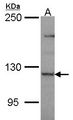 PLEKHG4 Antibody - Sample (30 ug of whole cell lysate). A: JurKat. 5% SDS PAGE. PLEKHG4 antibody diluted at 1:1000.