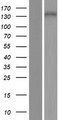 PLEKHG4 Protein - Western validation with an anti-DDK antibody * L: Control HEK293 lysate R: Over-expression lysate