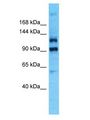 PLEKHG4B Antibody - PLEKHG4B antibody Western Blot of HeLa. Antibody dilution: 1 ug/ml.  This image was taken for the unconjugated form of this product. Other forms have not been tested.